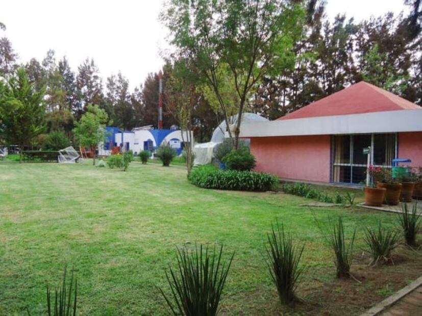 Día Nacional del Ajolote: 5 lugares donde puedes verlos