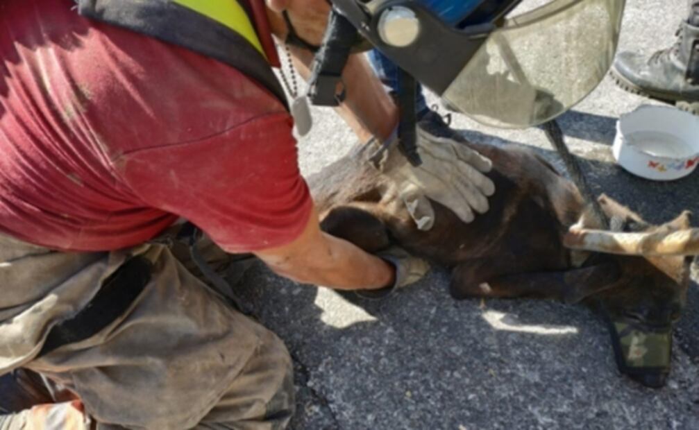 Tras 5 días atrapadas, rescatan a dos perras de tubería de 30 centímetros en Ecatepec