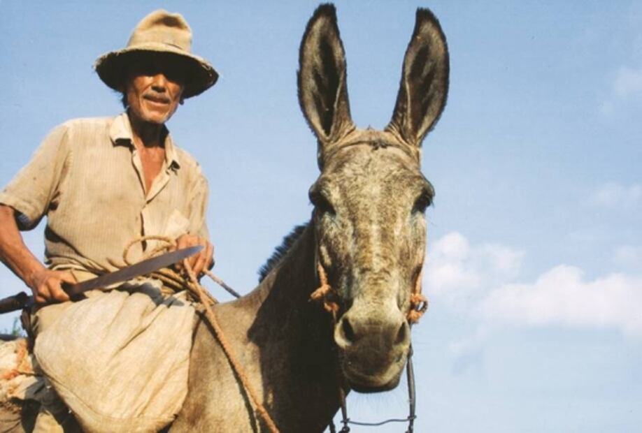 Asombrosos animales híbridos que tal vez no conocías