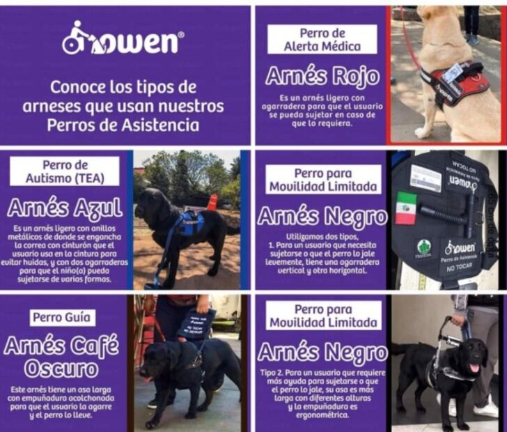 Video. Policías rodean y sacan del Metro a entrenadora con perros de asistencia para niños con discapacidad