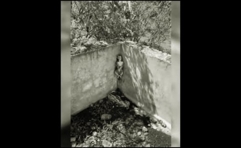 Torturan y matan a perros en Guanajuato; inician investigación