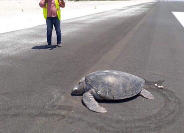 Tortuga desova en pista de aterrizaje donde hace un año había playa en Maldivas