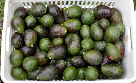 Mexico exports 120K tons of avocado for Super Bowl LIII