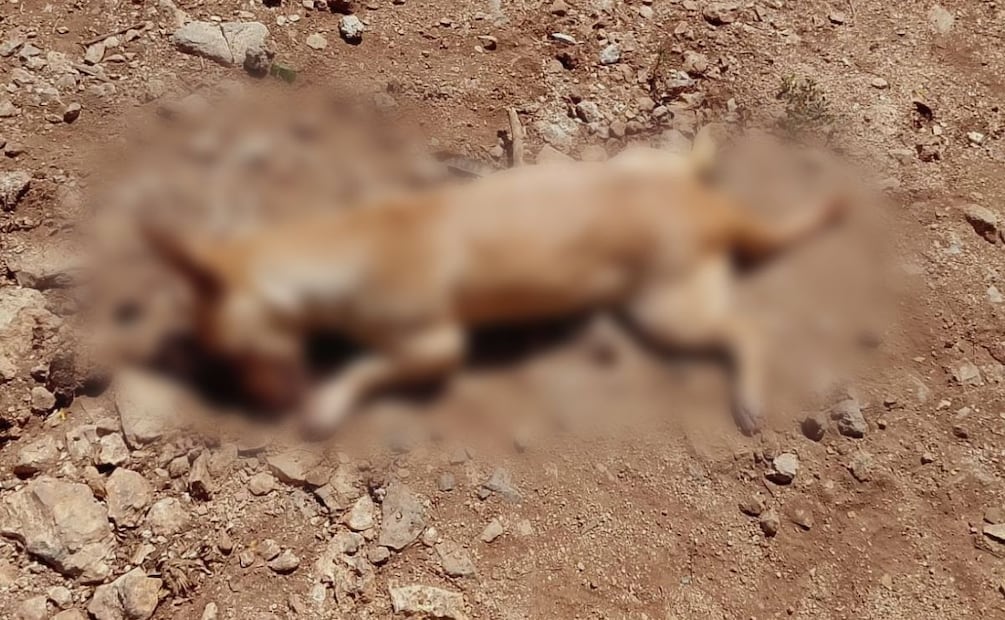 Un vecino indicó que ayer por la tarde, al regresar a su predio, encontró a sus mascotas sin vida.| Foto: Especial.