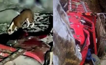 Perrito permanece junto a sus dueños fallecidos tras fatal accidente en Perú