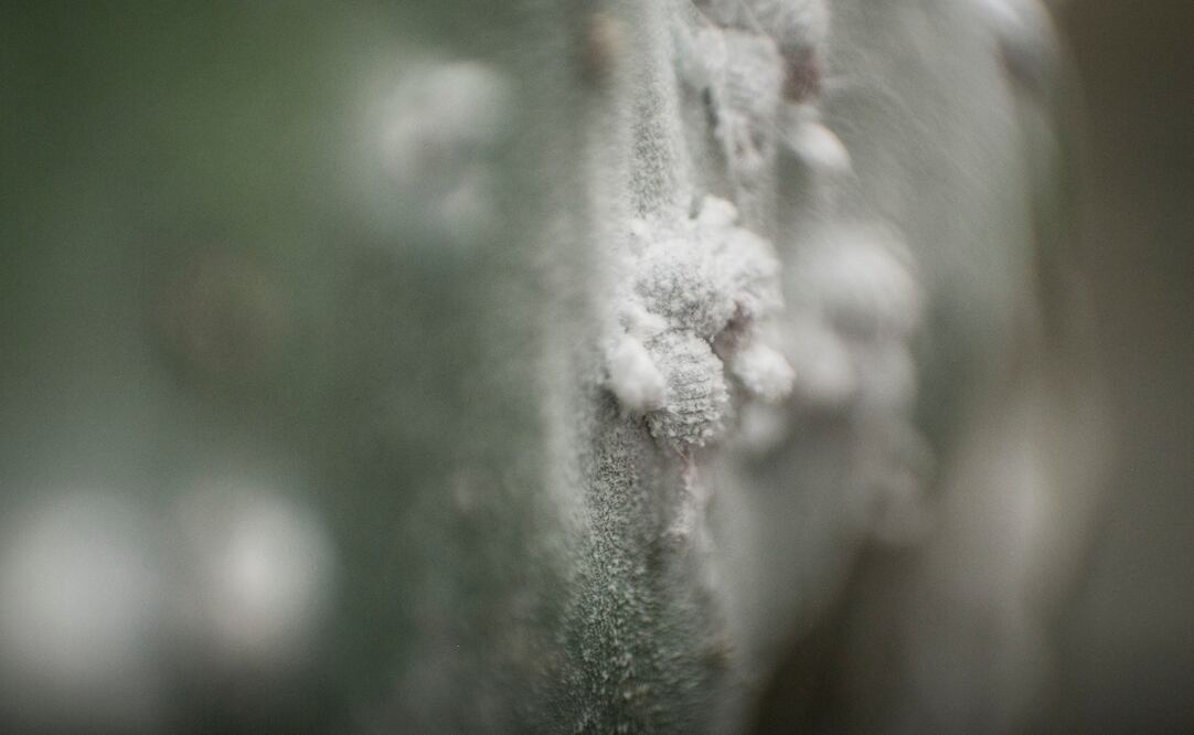 Catalina Yolanda López es una productora de grana cochinilla de 66 años. En su reserva nopalera, que se extiende en media hectárea de tierra de Santa Lucía del Camino, Oaxaca, impulsa el cultivo de este zancudo que se alimenta de la baba del nopal.
