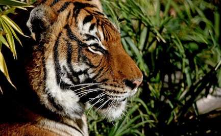 Tigre ataca y mata a cuidadora en zoológico en Suiza