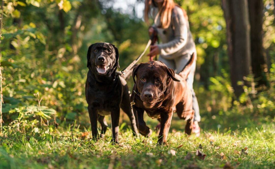 Si descubres a tu perro comiendo heces fecales, la pregunta natural es ¿Por qué de repente estás comiendo heces?
Foto: Producción El Universal