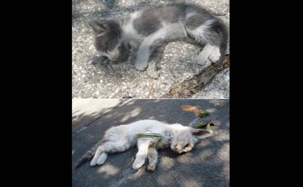 Denuncian maltrato a gatos en Panteón Francés