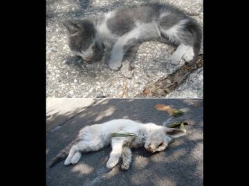 Denuncian maltrato a gatos en Panteón Francés