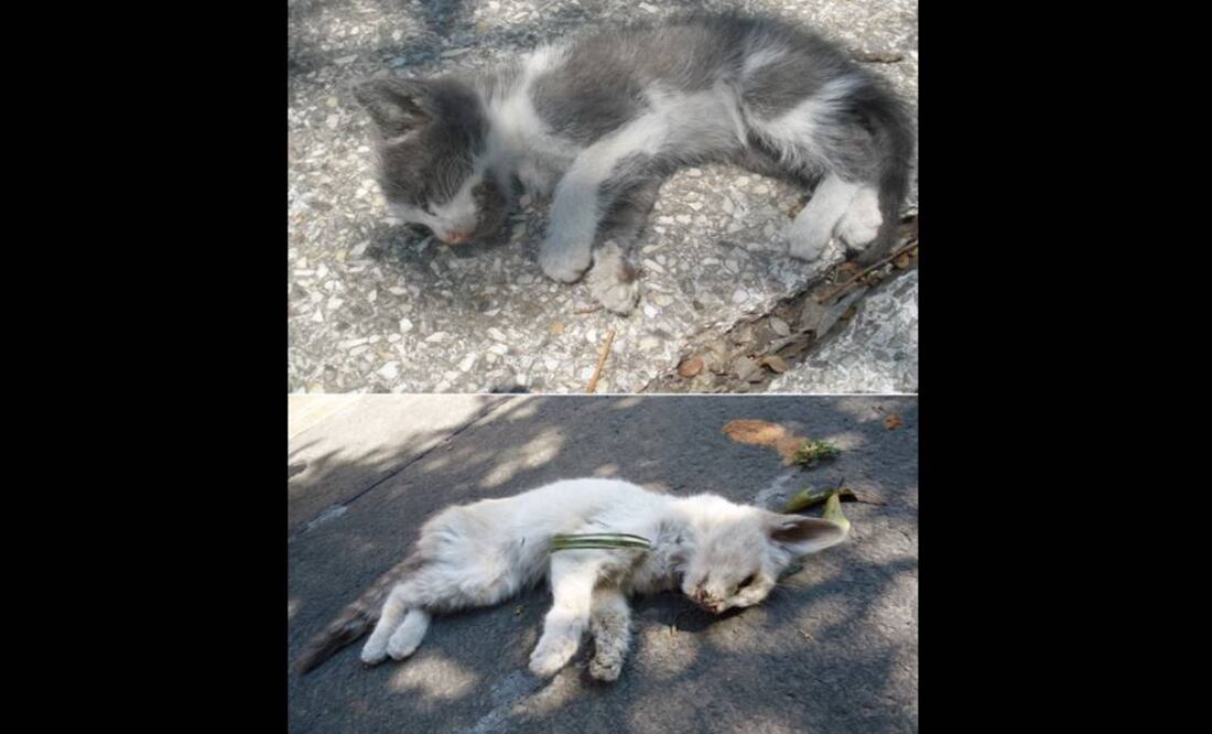 Tomada de @morenamia25