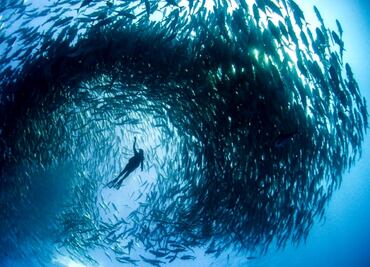 Cabo Pulmo, a diving paradise