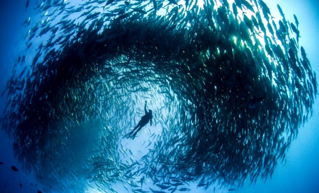 Cabo Pulmo, a diving paradise
