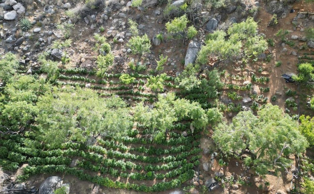 Marina erradica nueve plantíos de marihuana cerro de Baja California (02/05/2026). Foto: Especial