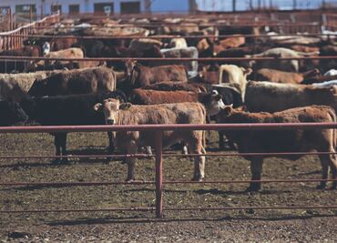México gasta 165 mdp para erradicar el gusano barrenador; presenta plan a EU para reabrir fronteras a la exportación