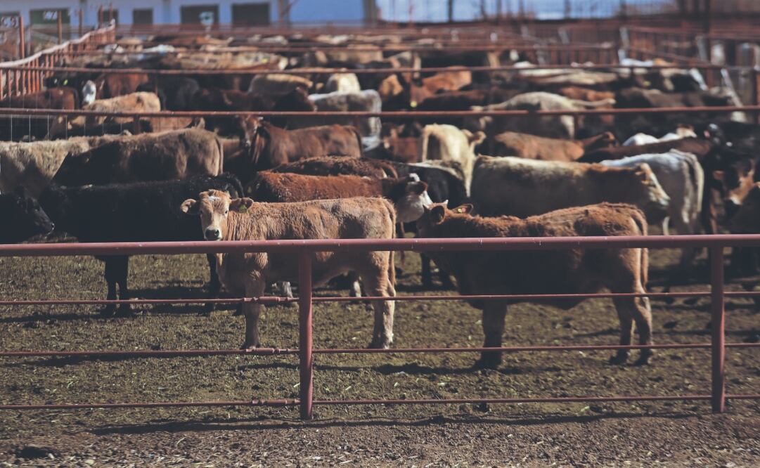 Todo tipo de mamíferos de sangre caliente son susceptibles al gusano barrenador, cuyas larvas se convierten en parásitos devoradores.