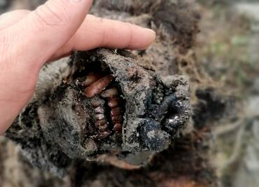 Descubren cadáver de oso de las cavernas de hace 39 mil 500 años