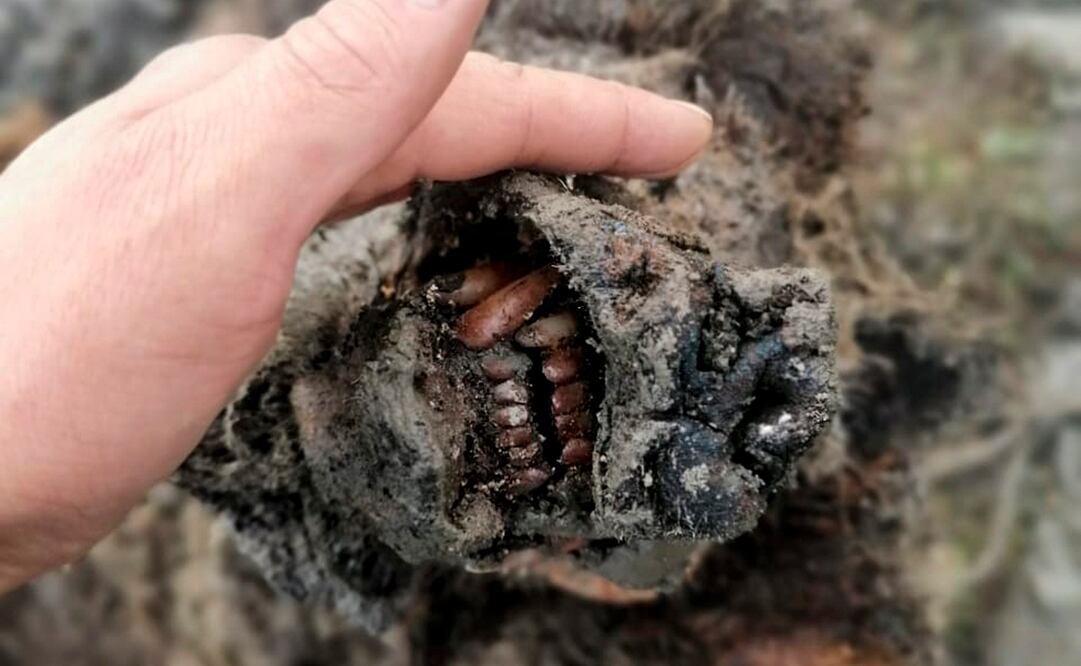 Fotos: North-Eastern Federal University via AP