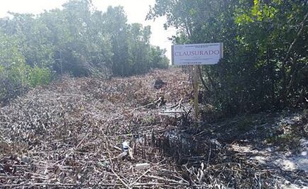 Multan con más de 5 mdp a municipio de Yucatán por acabar con manglares