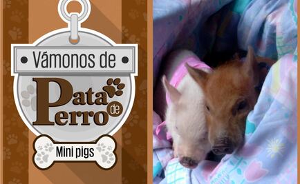 ¡Vámonos de pata de perro! Un mini pig como mascota