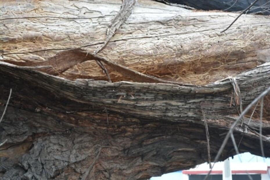 Exigen acciones de conservación para ahuehuete de Xochimilco, patrimonio en riesgo