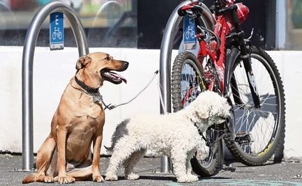Se mantendrá el ambiente caluroso este miécoles 6 de abril en la CDMX