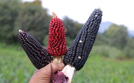 Productores agrícolas en Tlalpan piden consumir maíz en estas fiestas patrias 
