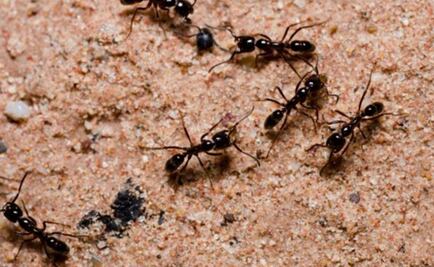 Colonias de hormigas australianas se hacen las muertas para defenderse