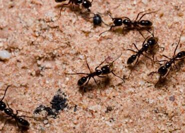 Colonias de hormigas australianas se hacen las muertas para defenderse