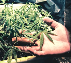 Solicitan al IMPI los derechos sobre nombre y logo de la marihuana