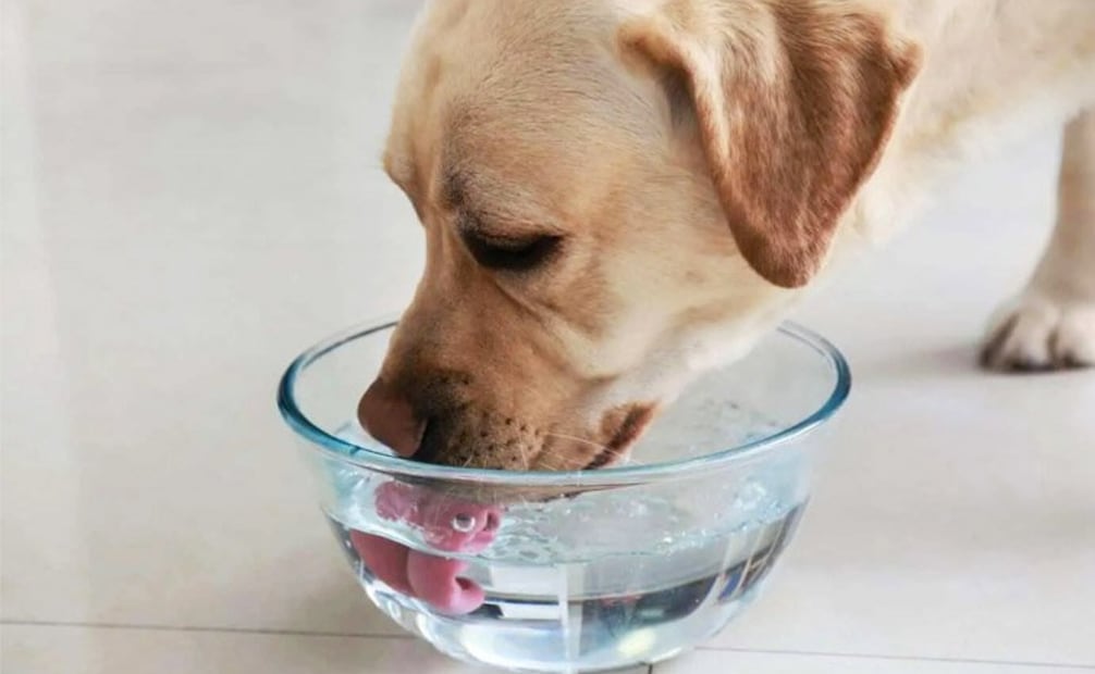 No dejes a tu perro beber agua de espacios públicos o charcos y proporciónale siempre un plato limpio, con agua potable fresca. Foto: Edén Agua