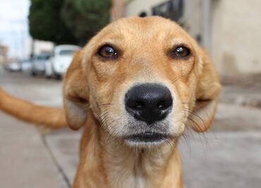Maltrato animal, conducta más denunciada ante la PAOT; casi 80% de las acusaciones son por ese delito