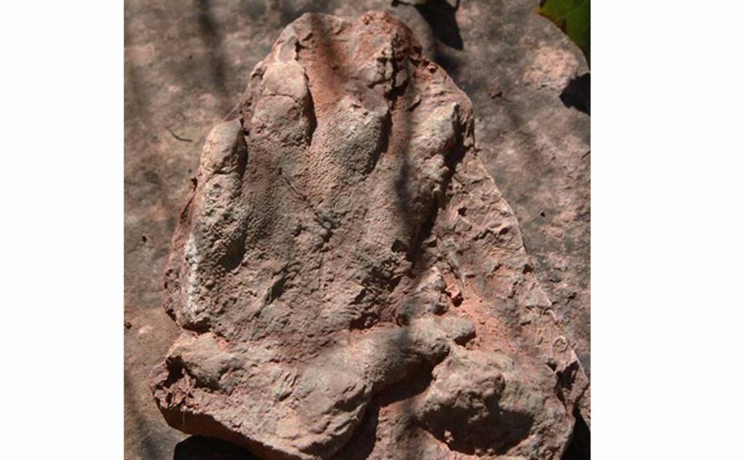 Fue descubierta por un peatón a 40 kilómetros al norte de Barcelona. Foto: AP