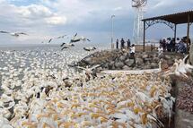 Llega la temporada del pelícano borregón al lago de Chapala