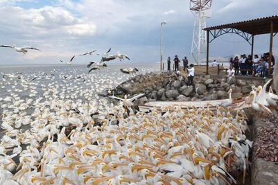 Llega la temporada del pelícano borregón al lago de Chapala