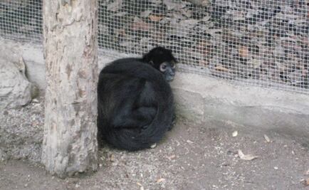 ​Profepa rescata a mono araña de calles en Tuxtla Gutiérrez