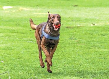 Thor, the cutest bomb dog in Mexico’s Lower Chamber