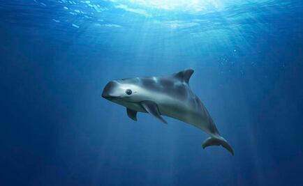 No criminalizar a pescadores por muerte de vaquitas: WWF