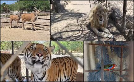 VIDEO: FGR asegura tigres, leones, jaguares y otros animales durante cateo en La Barca, Jalisco
