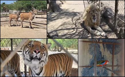 VIDEO: FGR asegura tigres, leones, jaguares y otros animales durante cateo en La Barca, Jalisco