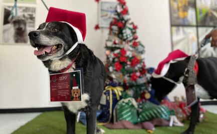 Perritos rescatados del Metro llevarán cartas a los Reyes Magos 