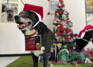 Perritos rescatados del Metro llevarán cartas a los Reyes Magos