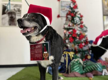Perritos rescatados del Metro llevarán cartas a los Reyes Magos