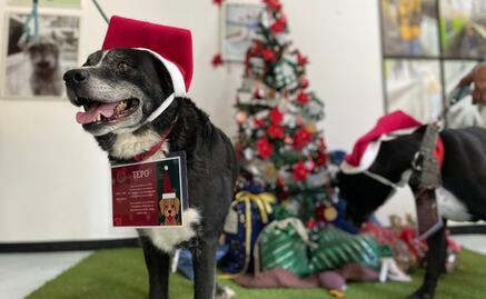 Perritos rescatados del Metro llevarán cartas a los Reyes Magos