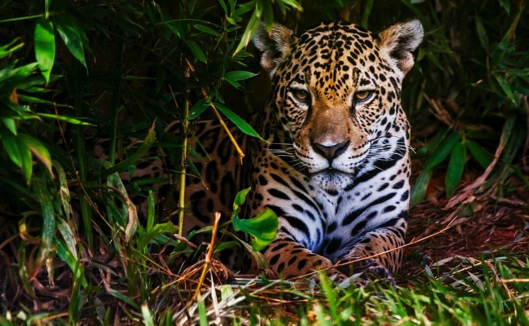 El jaguar es considerado una especie en peligro de extinción en México. Foto: iStock