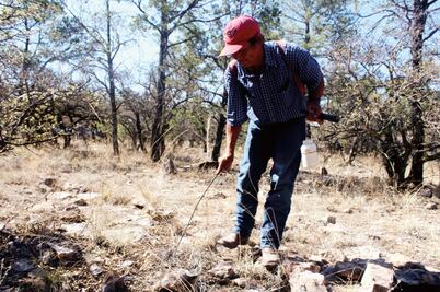 Alacraneros, el viejo oficio que mantiene a cientos de familias en Durango