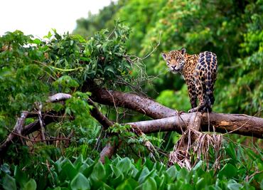 Los 5 mejores avistamientos de animales en México