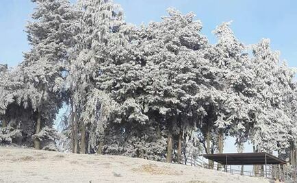 Bajas temperaturas cubren de blanco árboles en Tlaxcala