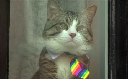 "El gato se salvó": mascota de Assange ya había salido de la embajada en Ecuador