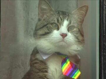 "El gato se salvó": mascota de Assange ya había salido de la embajada en Ecuador